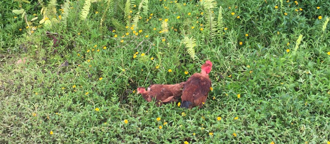 les poulets