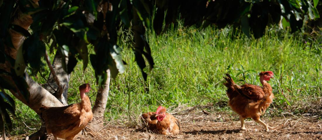 3 poules